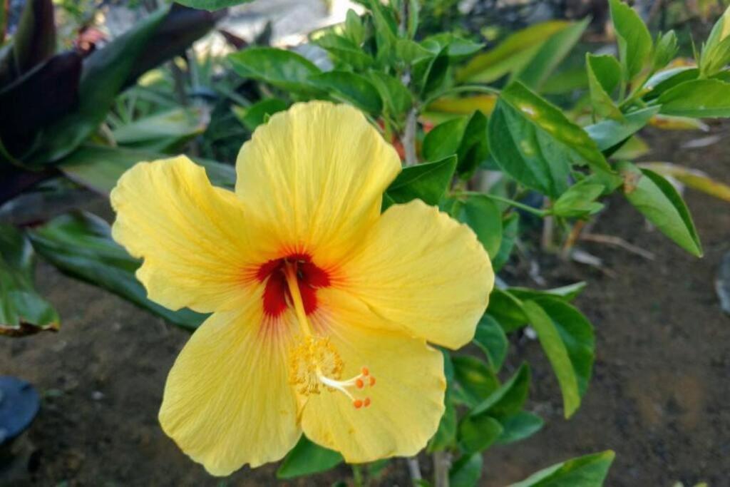 Pahoa Paradise Palms المظهر الخارجي الصورة
