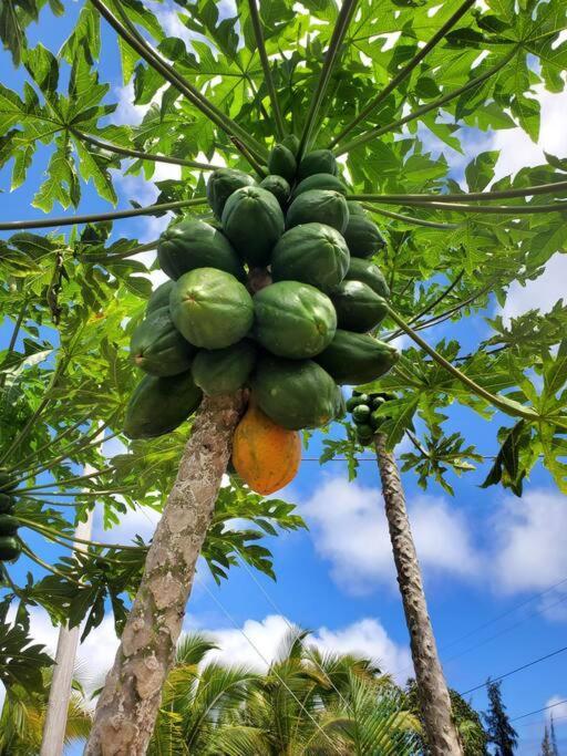 Pahoa Paradise Palms المظهر الخارجي الصورة